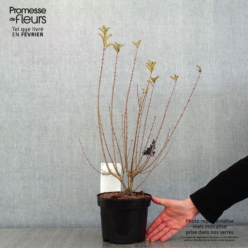 Example of Troène de Californie - Ligustrum ovalifolium Green Diamond Pot van 2 l/3 l as you get in hiver