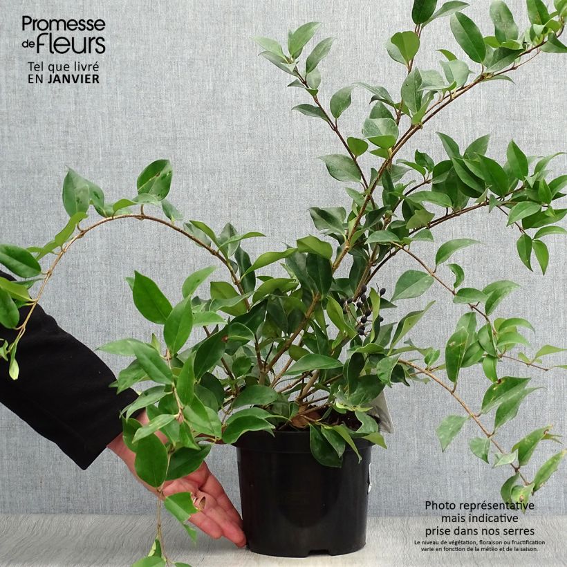Example of Troène de Chine - Ligustrum lucidum Pot van 2 l/3 l as you get in hiver