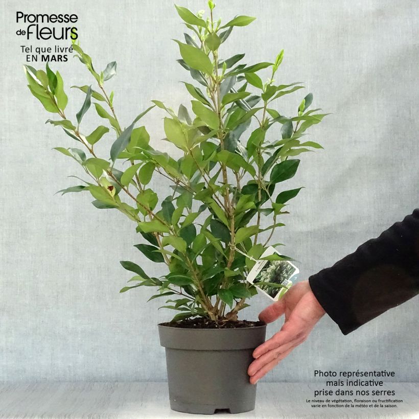 Exemplaar van Ligustrum lucidum - Chinese liguster Pot van 2 l/3 l zoals geleverd in de lente