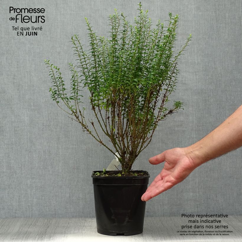 Exemplaar van Ligustrum sinense Eugene Clive - Chinese liguster Pot van 4 l/5 l zoals geleverd in de zomer