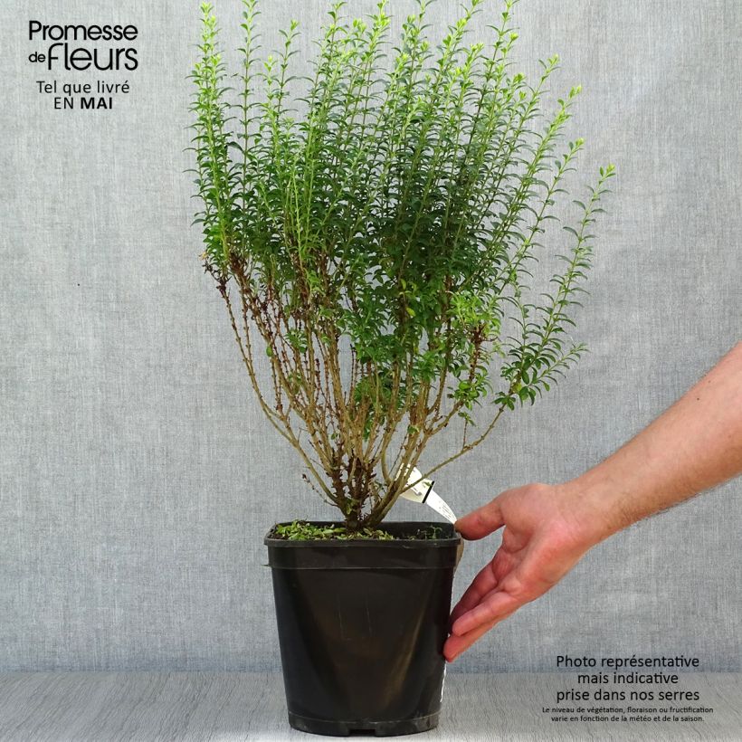 Exemplaar van Ligustrum sinense Eugene Clive - Chinese liguster Pot van 4 l/5 l zoals geleverd in de lente