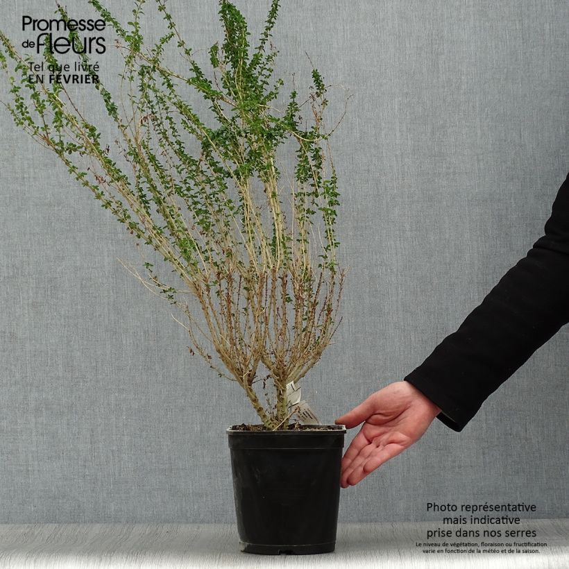 Example of Troène de Chine - Ligustrum sinense Eugene Clive Pot van 4 l/5 l as you get in hiver
