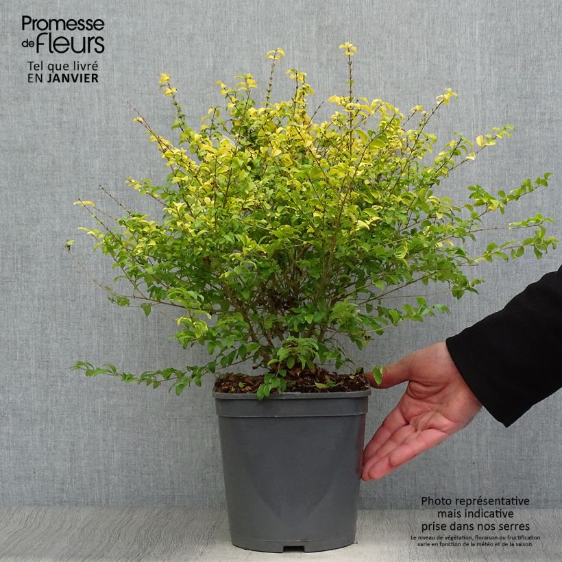 Example of Troène de Chine - Ligustrum sinense Sunshine Pot van 4 l/5 l as you get in hiver