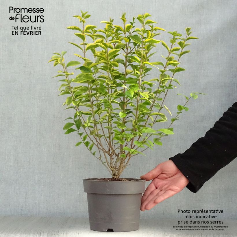 Example of Troène doré  - Ligustrum ovalifolium Aureum Pot van 2 l/3 l as you get in hiver