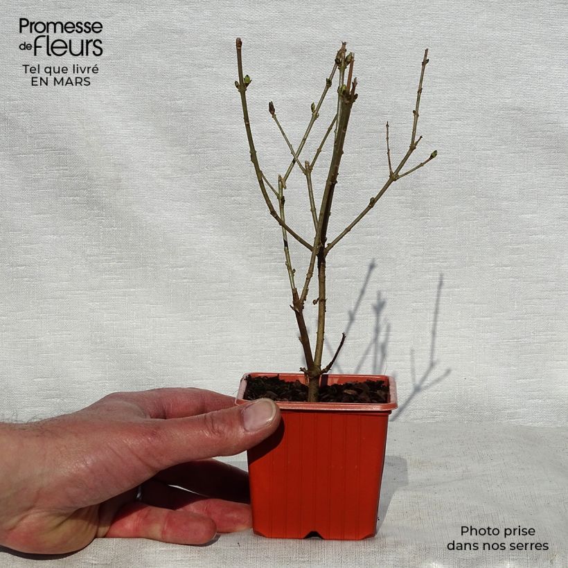 Exemplaar van Ligustrum ovalifolium Aureum - Haagliguster Kweekpotje van 8/9 cm zoals geleverd in de lente