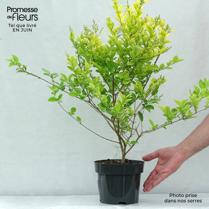 Exemplaar van Ligustrum vicaryi - Goudliguster Pot van 2 l/3 l zoals geleverd in de zomer