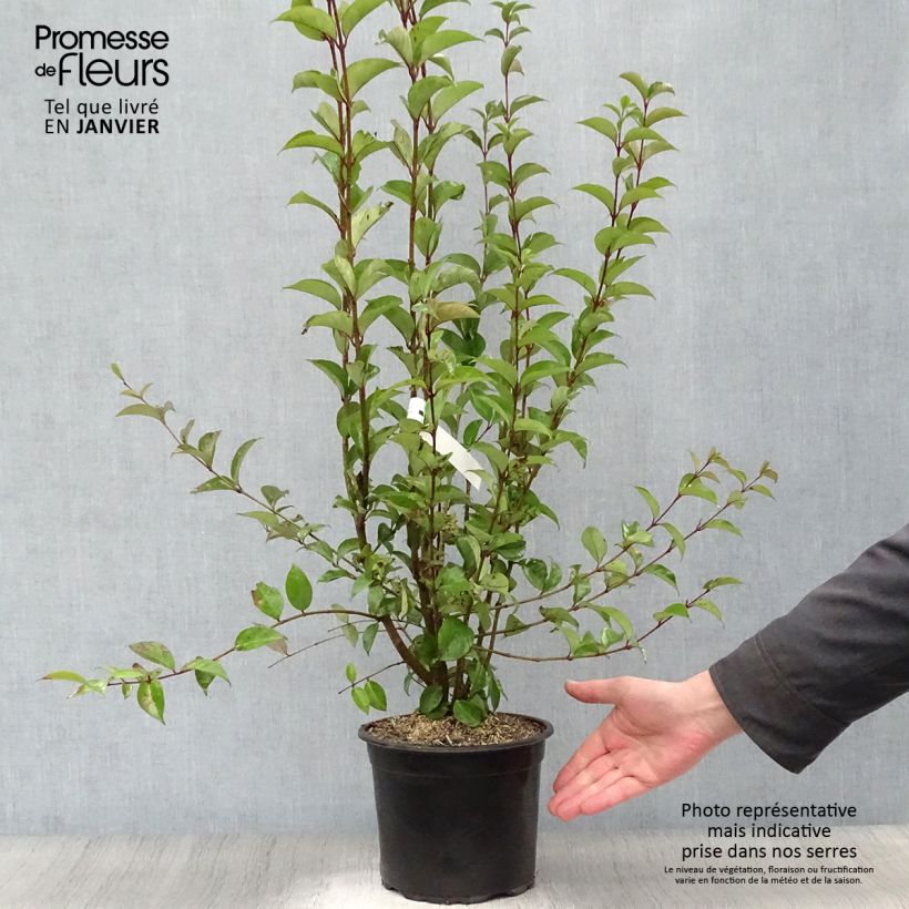 Example of Troène du Japon - Ligustrum japonicum Pot van 1,5 l/2 l as you get in hiver