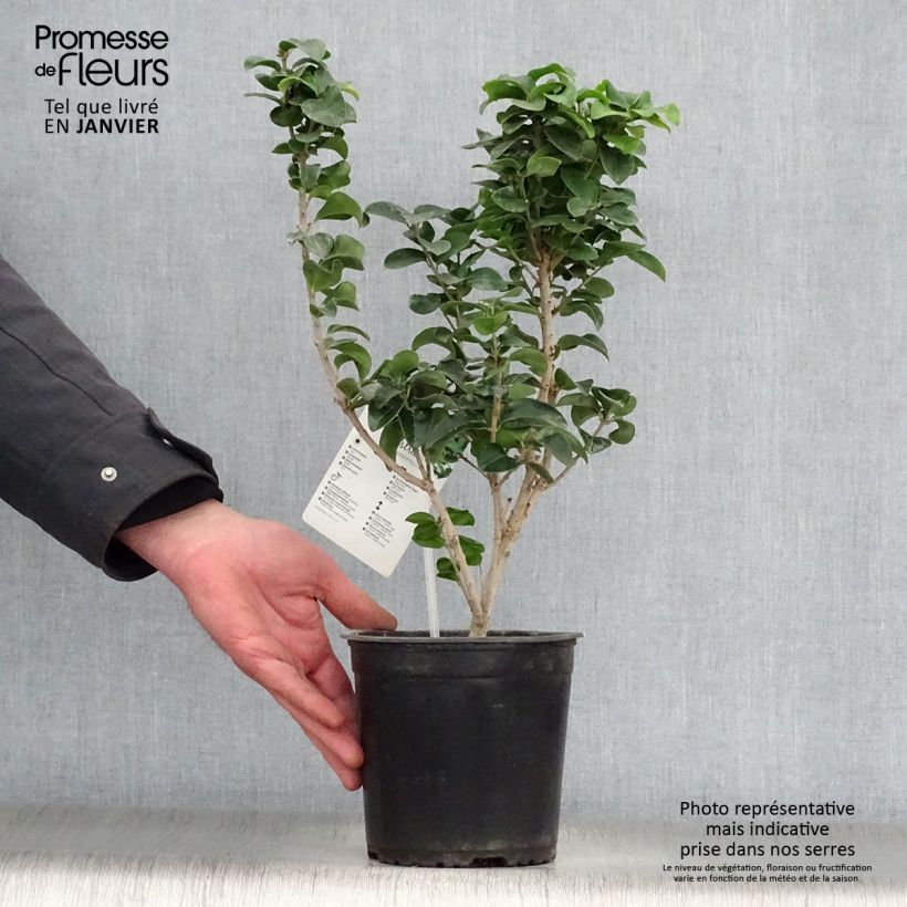 Example of Troène du Japon - Ligustrum japonicum Rotundifolium Pot van 2 l/3 l as you get in hiver
