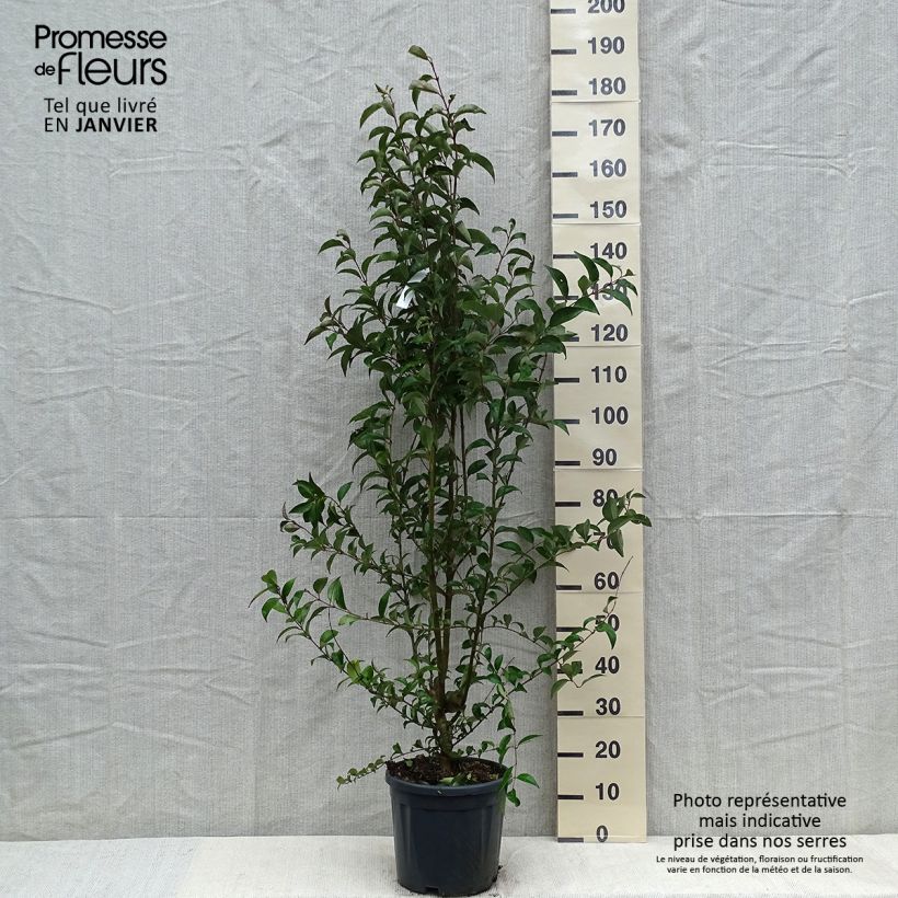 Example of Troène du Japon - Ligustrum japonicum Pot van 7,5 l/10 l as you get in hiver