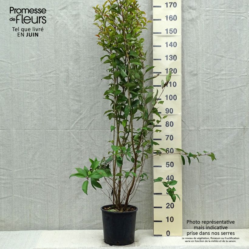 Exemplaar van Ligustrum japonicum - Japanse liguster Pot van 7,5 l/10 l zoals geleverd in de lente