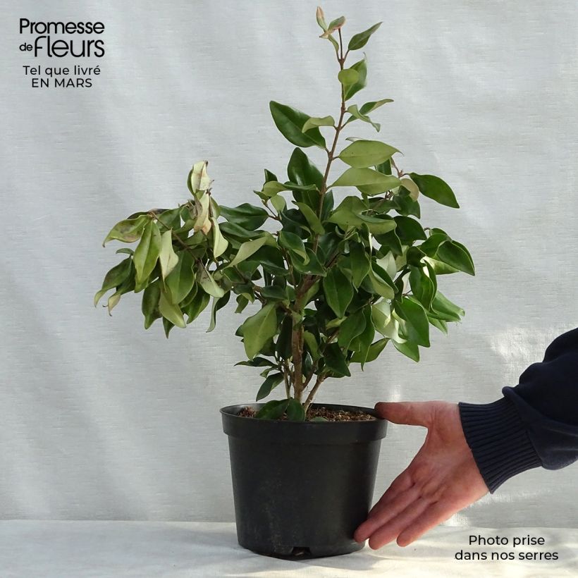 Exemplaar van Ligustrum japonicum Texanum - Japanse liguster Pot van 2 l/3 l zoals geleverd in de lente
