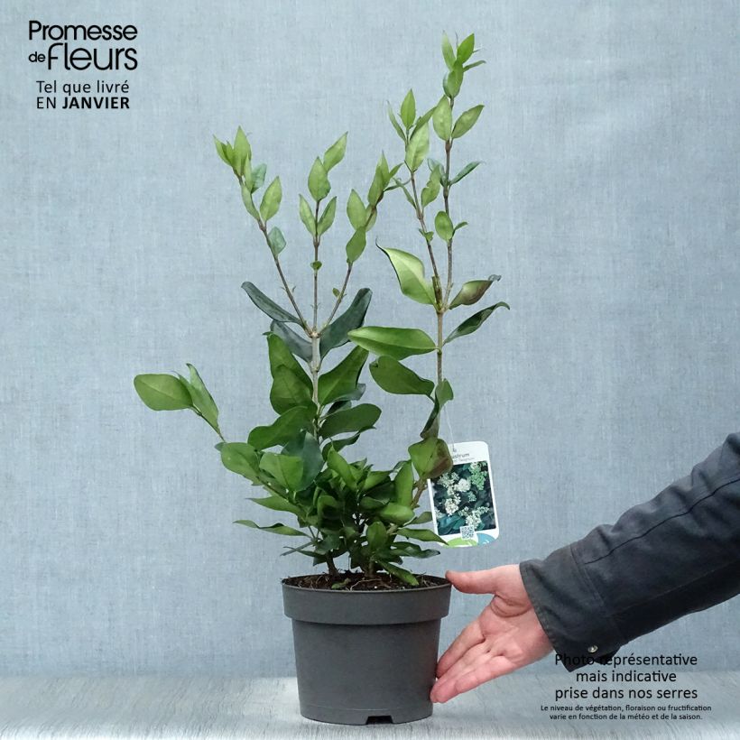 Example of Troène du Texas - Ligustrum japonicum Texanum Pot van 2 l/3 l as you get in hiver