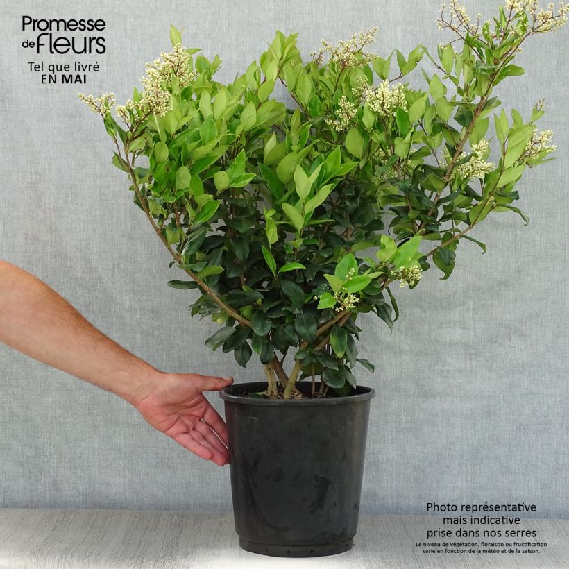 Exemplaar van Ligustrum japonicum Texanum - Japanse liguster Pot van 7,5 l/10 l zoals geleverd in de lente