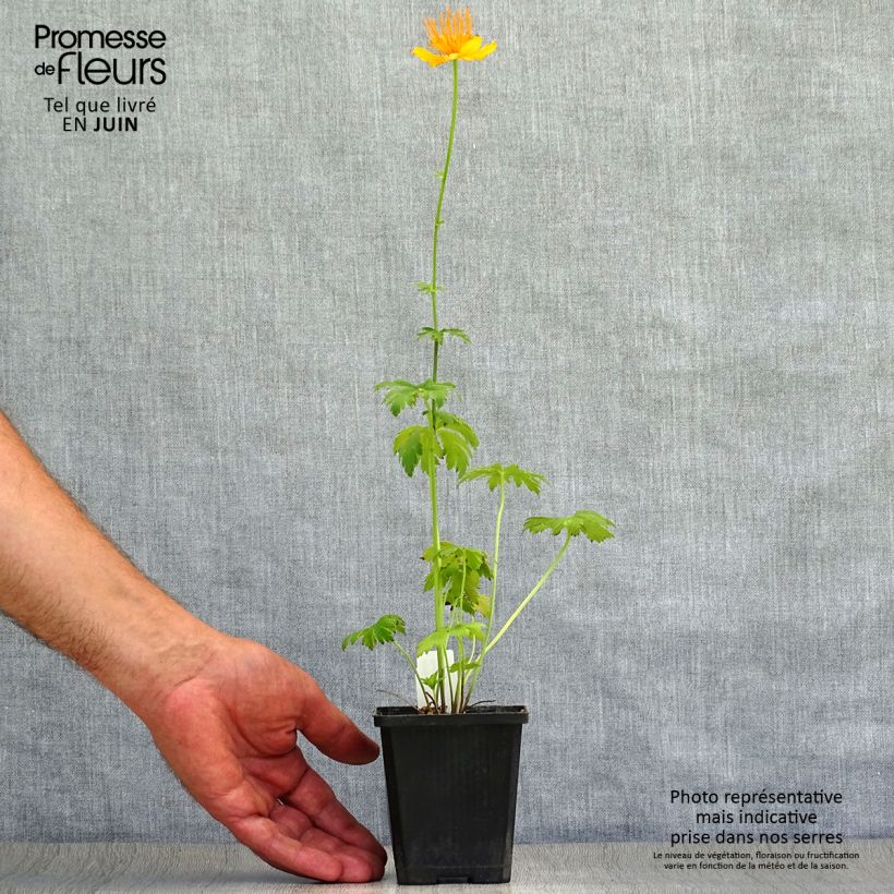 Exemplaar van Trollius chinensis Golden Queen - Kogelbloem Kweekpotje van 8/9 cm zoals geleverd in de zomer