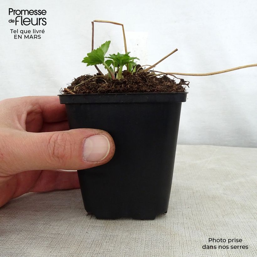 Exemplaar van Trollius cultorum Cheddar - Globebloem Kweekpotje van 8/9 cm zoals geleverd in de lente