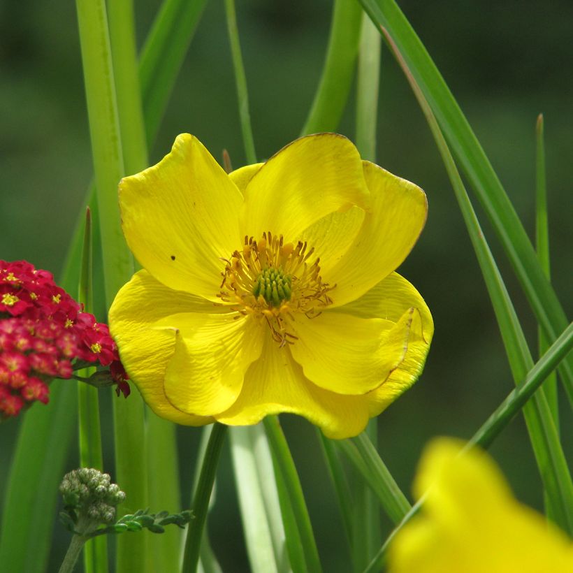 Trollius stenopetalus - Globebloem (Bloei)