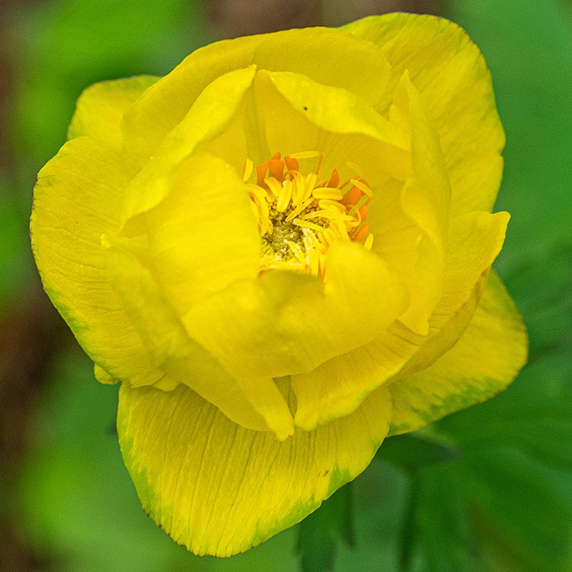 Globebloem Lemon Supreme - Trollius europaeus (Bloei)