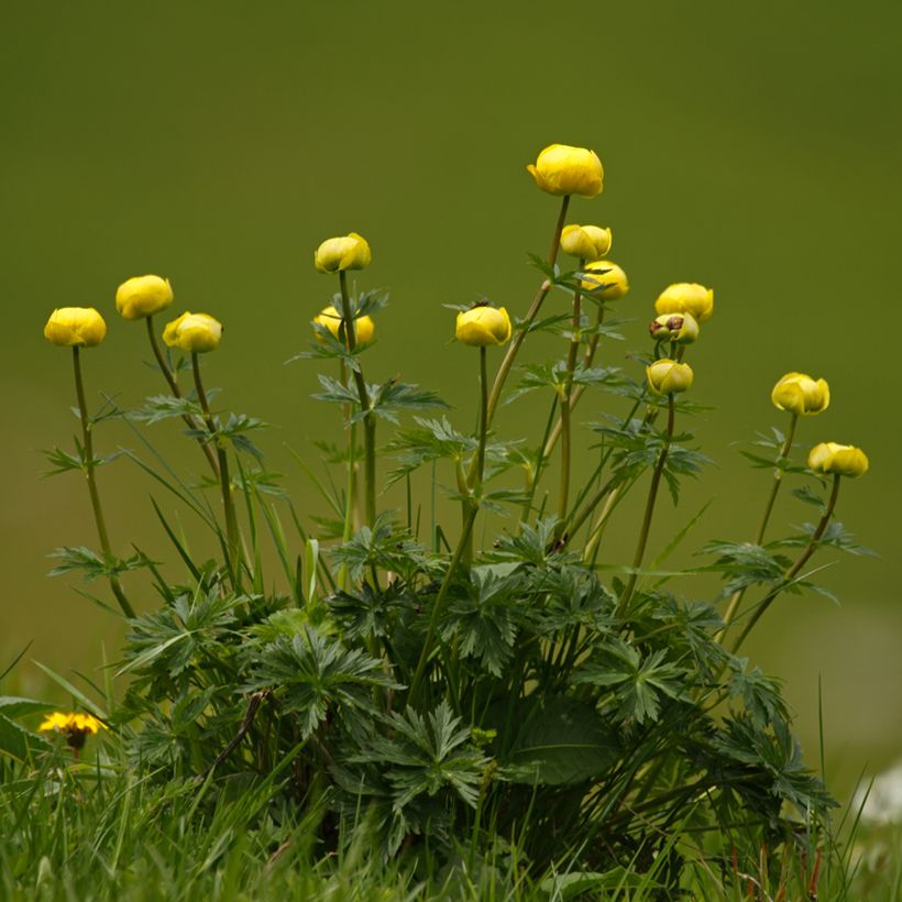 Globebloem Lemon Supreme - Trollius europaeus (Groeiplaats)