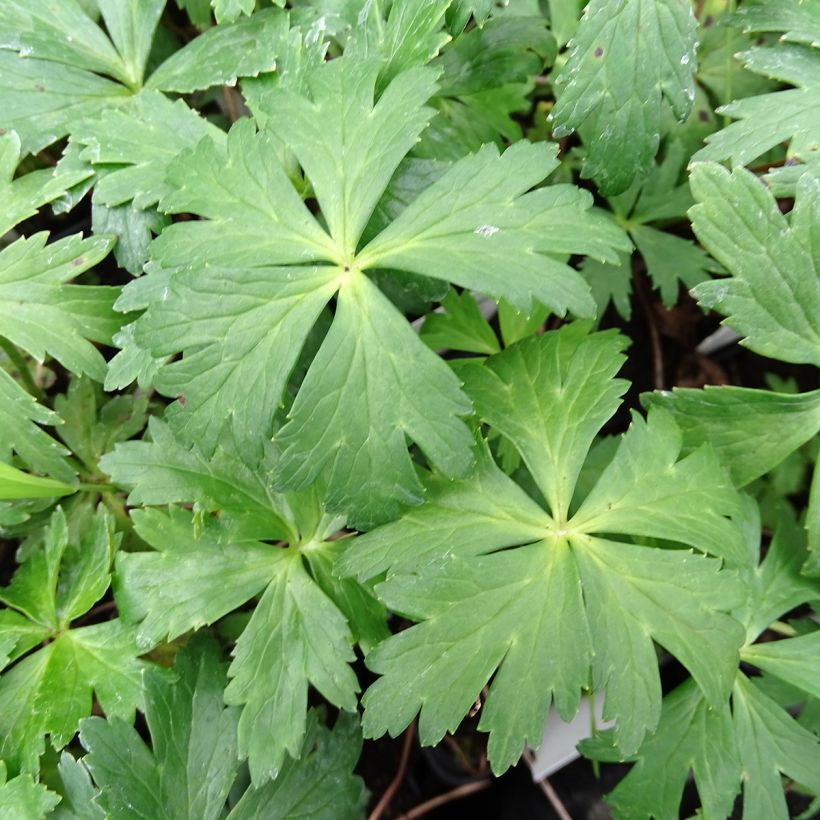 Trollius europaeus - Globebloem (Foliage)