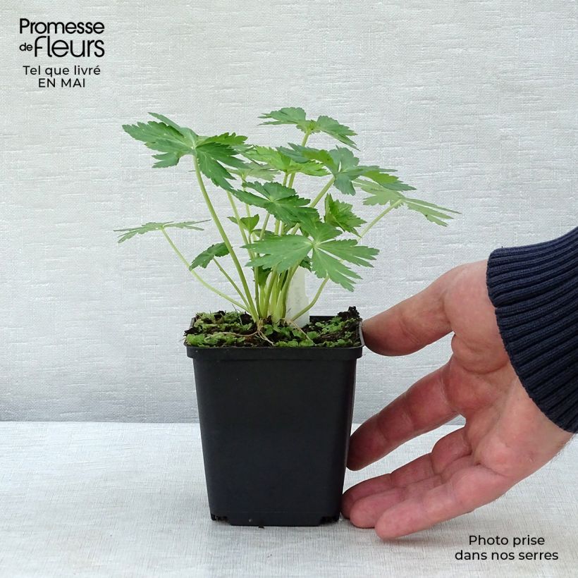 Exemplaar van Trollius europaeus - Globebloem Kweekpotje van 8/9 cm zoals geleverd in de lente