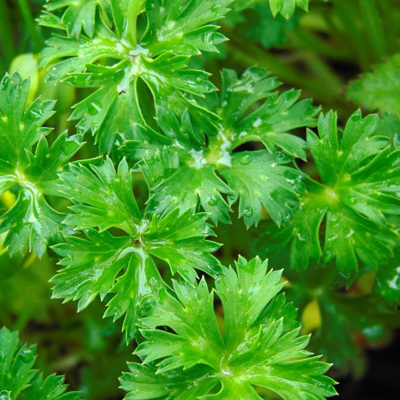 Trollius pumilus - Globebloem (Foliage)