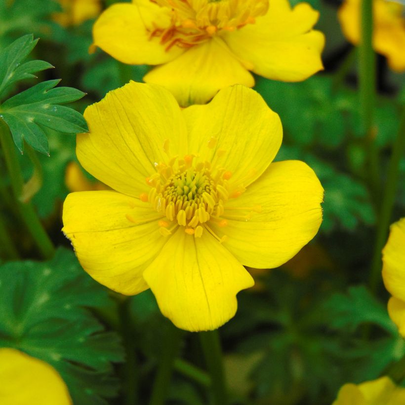 Trollius pumilus - Globebloem (Flowering)