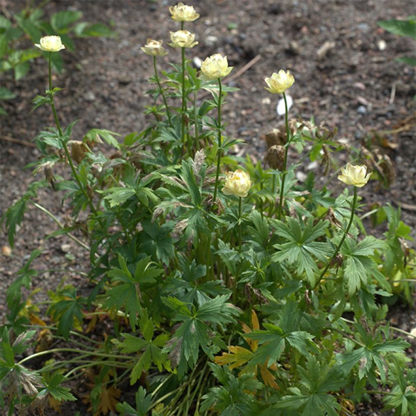 Trollius Alabaster - Globebloem (Plant habit)