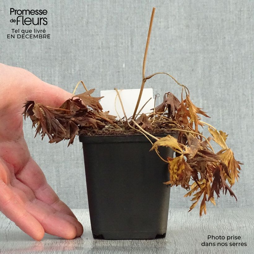 Example of Trollius Alabaster - Trolle hybride Kweekpotje van 8/9 cm as you get in hiver