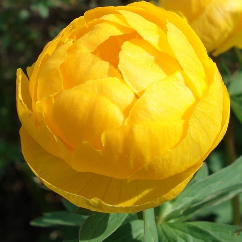 Trollius europaeus - Globebloem (Flowering)