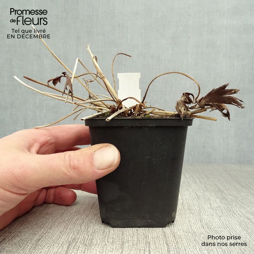 Example of Trollius Lemon Queen - Trolle hybride Kweekpotje van 8/9 cm as you get in hiver