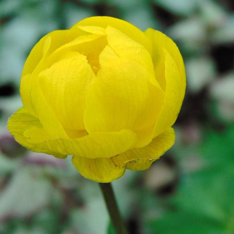 Trollius cultorum Lemon Queen - Globebloem (Flowering)
