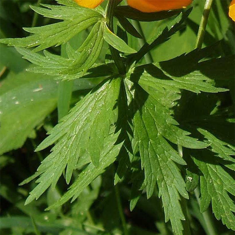 Trollius asiaticus - Kogelbloem (Foliage)