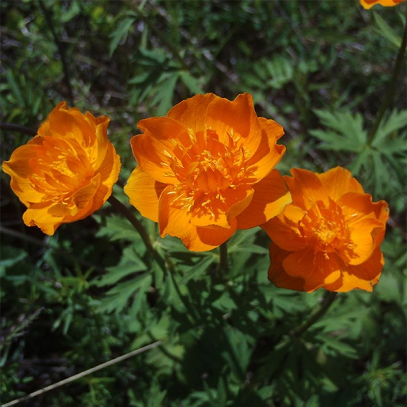 Trollius asiaticus - Kogelbloem (Flowering)
