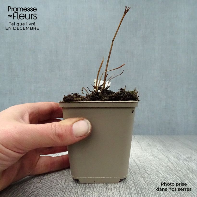 Example of Trollius asiaticus - Trolle d'Asie Kweekpotje van 8/9 cm as you get in hiver