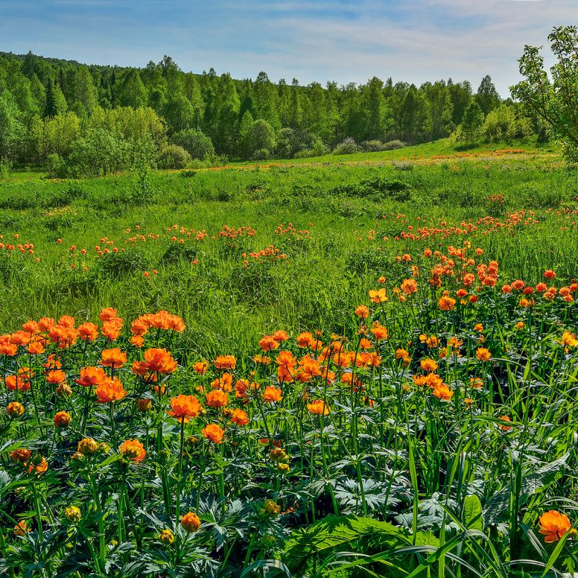 Trollius asiaticus - Kogelbloem (Groeiplaats)