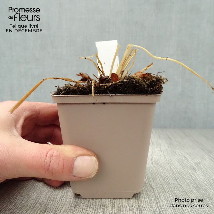 Example of Trolle des montagnes - Trollius europaeus Kweekpotje van 8/9 cm as you get in hiver