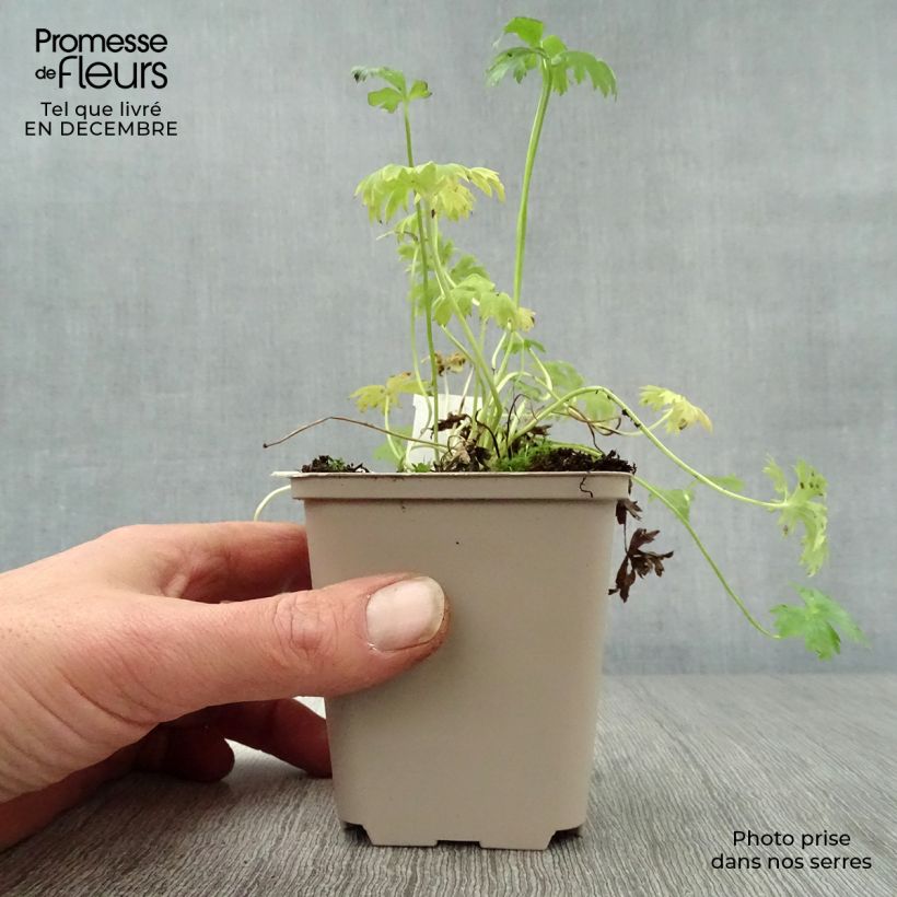 Example of Trolle nain - Trollius pumilus Kweekpotje van 8/9 cm as you get in hiver