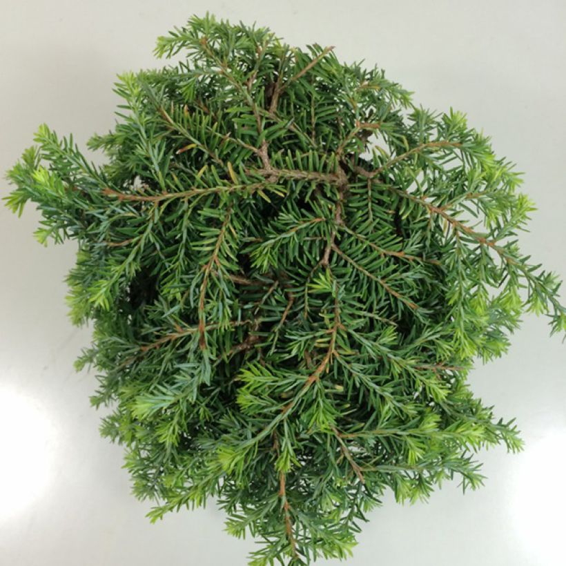 Tsuga canadensis Cole's Prostrate - Oostelijke hemlockspar (Blad)