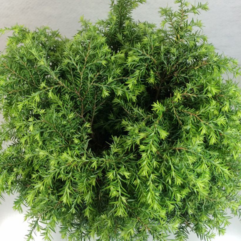 Tsuga canadensis Jeddeloh - Oostelijke hemlockspar (Foliage)