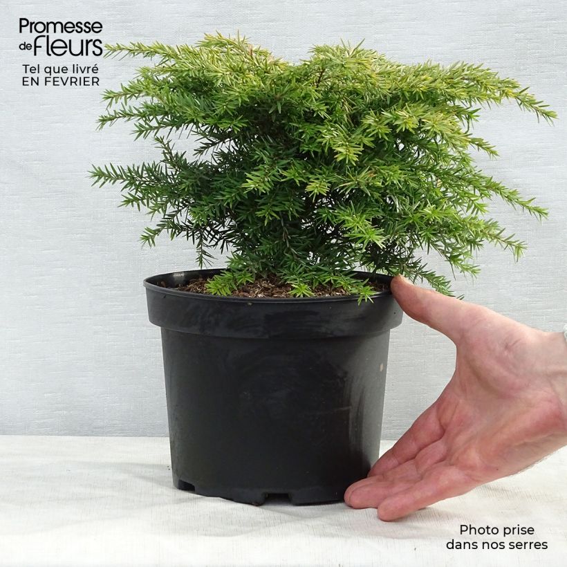 Example of Tsuga canadensis Jeddeloh - Pruche du Canada Pot van 2 l/3 l as you get in hiver