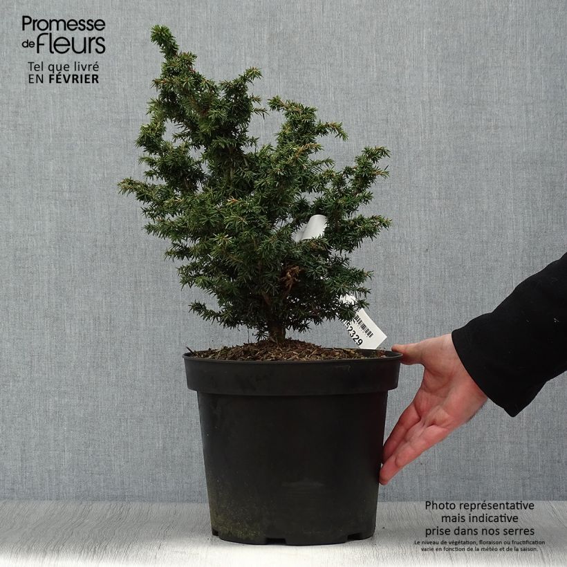 Example of Iris germanica Chateau d Auvers Sur Oise Kweekpotje van 8/9 cm as you get in hiver