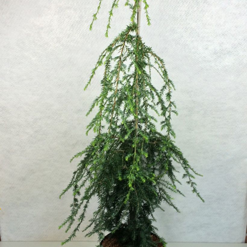 Tsuga canadensis Pendula - Oostelijke hemlockspar (Plant habit)