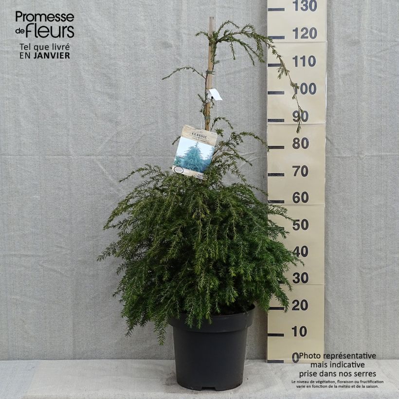 Example of Tsuga canadensis - Pruche du Canada Pot van 3 l/4 l as you get in hiver