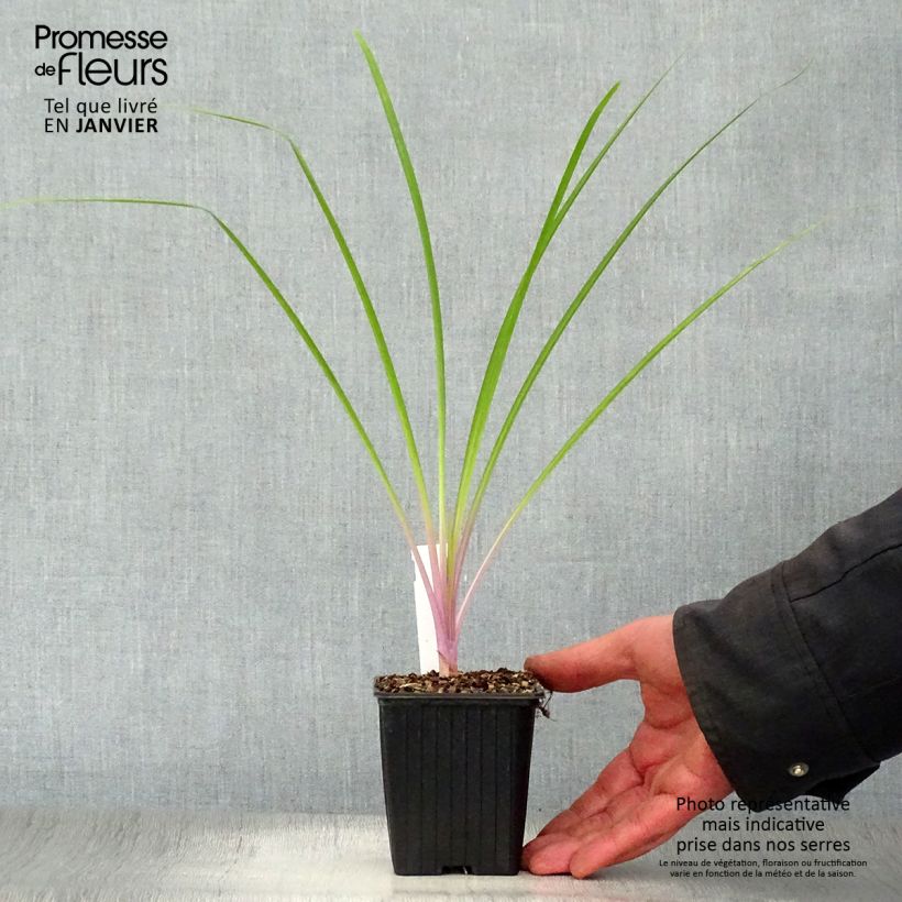 Example of Tulbaghia Flamingo - Tulbaghie Kweekpotje van 8/9 cm as you get in hiver