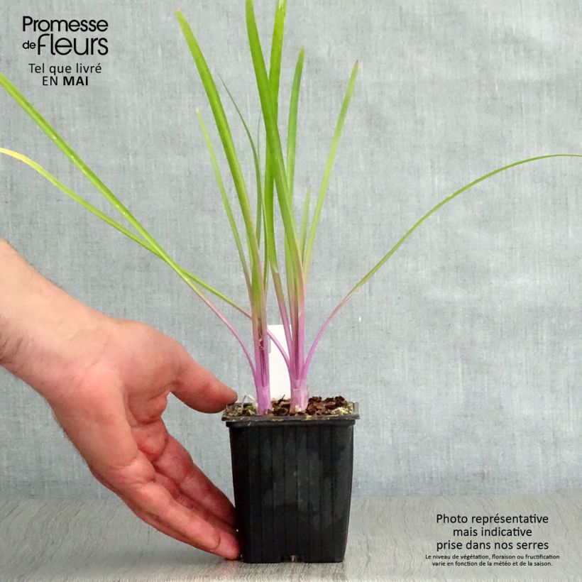 Exemplaar van Tulbaghia violacea Flamingo - Kaapse knoflook Kweekpotje van 8/9 cm zoals geleverd in de lente