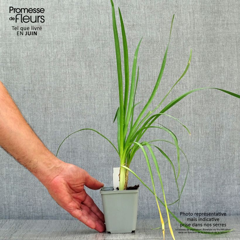 Exemplaar van Tulbaghia Himba - Kaapse knoflook Kweekpotje van 7/8 cm zoals geleverd in de zomer