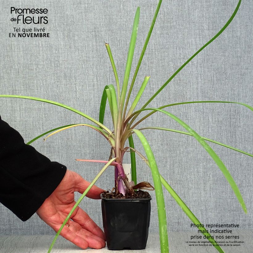 Exemplaar van Tulbaghia Himba - Kaapse knoflook Kweekpotje van 7/8 cm zoals geleverd in de herfst