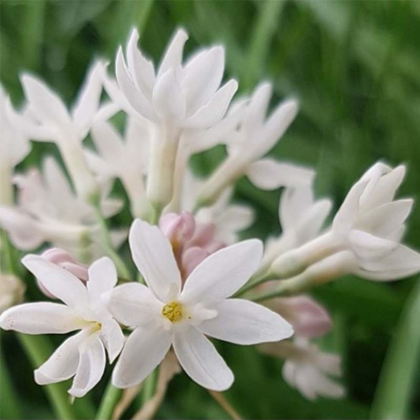 Tulbaghia violacea Pearl - Kaapse knoflook (Flowering)
