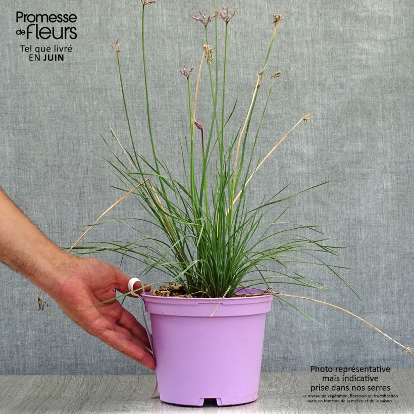Exemplaar van Tulbaghia violacea Purple Eye - Kaapse knoflook Pot van 2 l/3 l zoals geleverd in de zomer