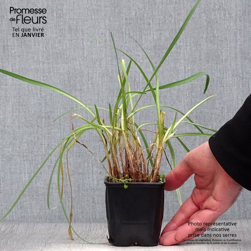 Example of Tulbaghia cominsii Violacea Kweekpotje van 8/9 cm as you get in hiver